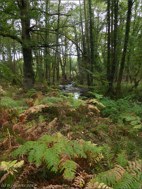 Damp woodland