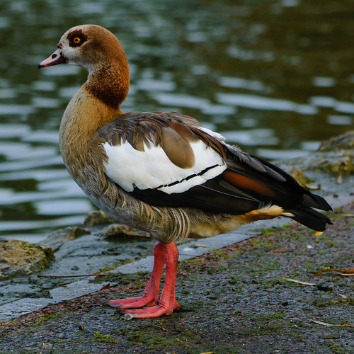 Egyptian goose: strutting at the shore