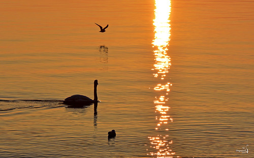 préverenges vaud suisse coucher soleilcouchant lumières brillances oiseaux mouettes canards cygnes cuivre fabuleuse