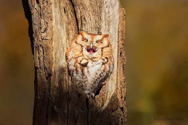 Eastern Screech Owl yawning