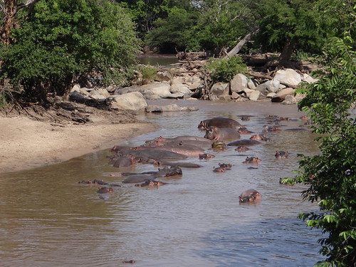 serengeti wildlife hippo