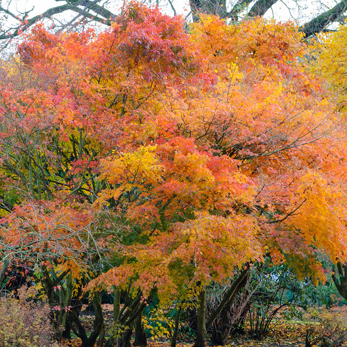 Before the leaves fell: Japanese acer, West Park