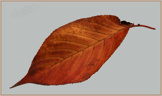 Another leaf