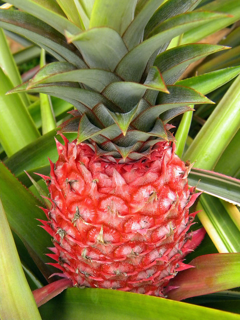 Red Pineapple Plant in Singapore