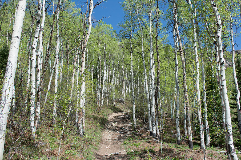 Spring Creek Trail