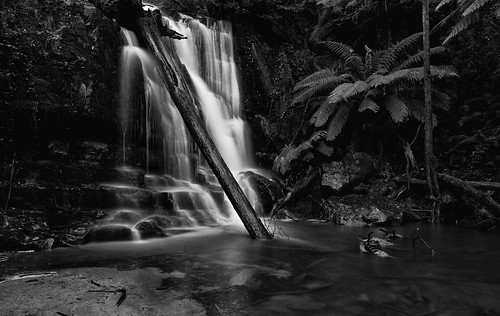 fern water flow waterfall log falls tasmania wilderness ferns lilydale