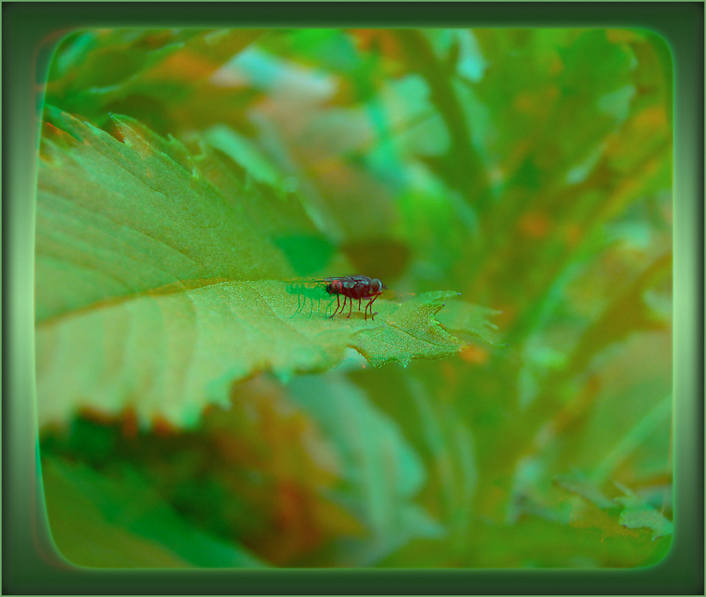 Tiny Speck in a Sea of Green - Anaglyph 3D