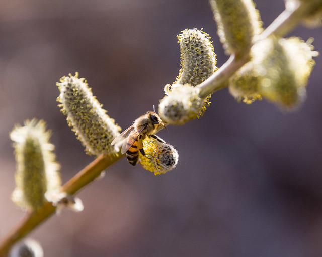 bee on willow catkins