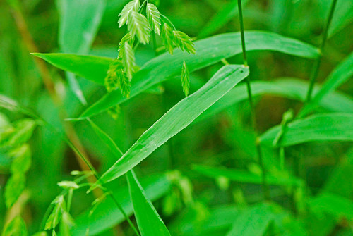 DSC_8254-2a Stink Grass near Smittle Cave,  John Alva Fuson CA, Wright Co., MO, 080724.  Eragrostis cilianensis. Monocots:  Commelinids:  Poales: Poaceae.