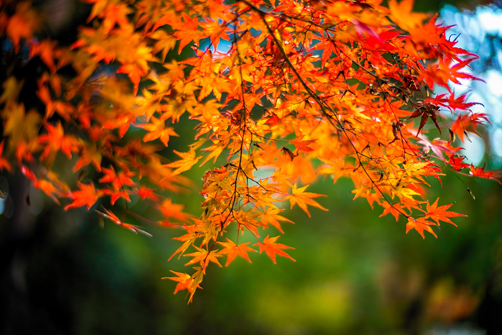 Autumn Leaves Above | *Leica M-P *Noctilux 50mm f/1.0 | moaan | Flickr