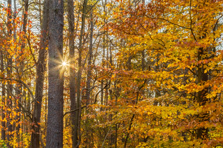 Autumn Trees at Sunrise