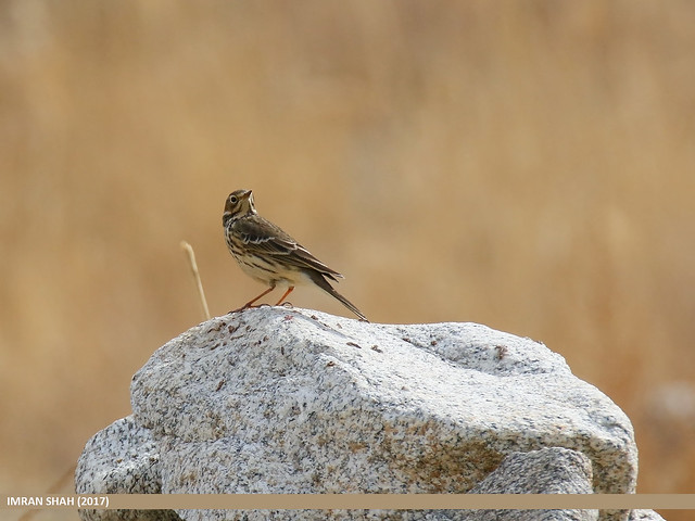 Buff-bellied Pipit (Anthus rubescens)