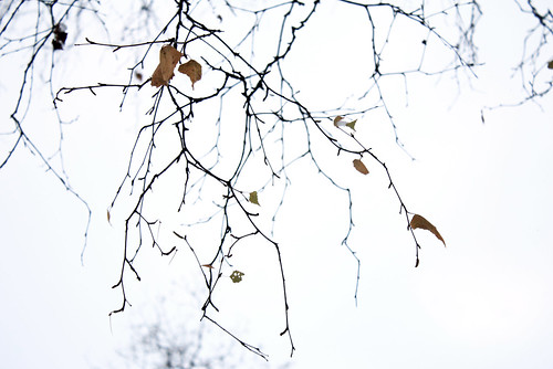 sky branches cloudy clouds autumn fall bottomview canon 70d efs1855mmf3556iii whitebackground tangle nature trees streetphotography leaves russia saintpetersburg seasonal personal