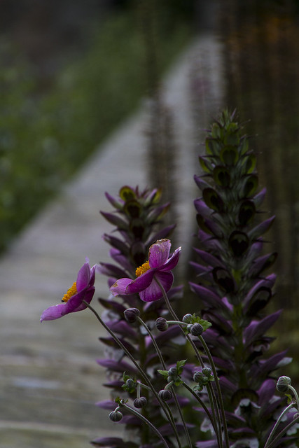 In the evening the flowers look down the path to the vanishing point