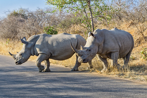 2017 africa krugernationalpark southafrica safari travel wildlife animal rhino rhinoceros whiterhinoceros ceratotheriumsimum crossing road