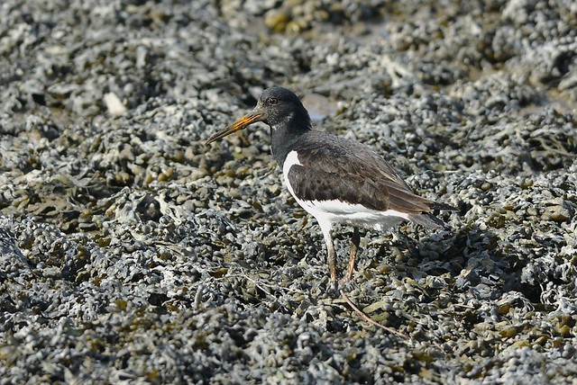 Oyster Catcher .Blennerville .Tralee.County Kerry.