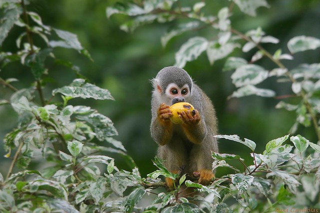 Mono Ardilla | Squirrel monkey (Saimiri sciureus)