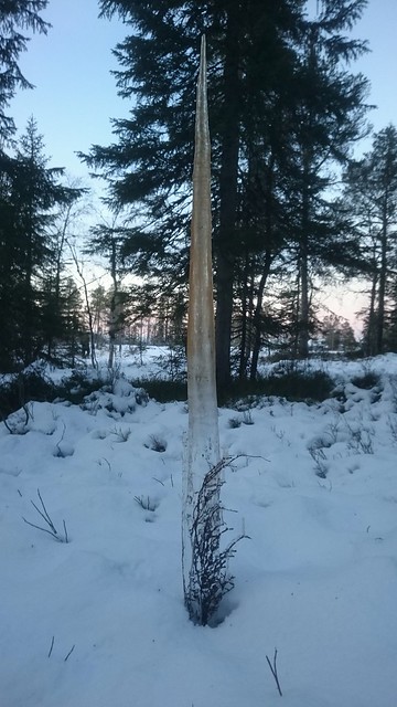 Branches in a ice stick #ice #branches #winter #vinter