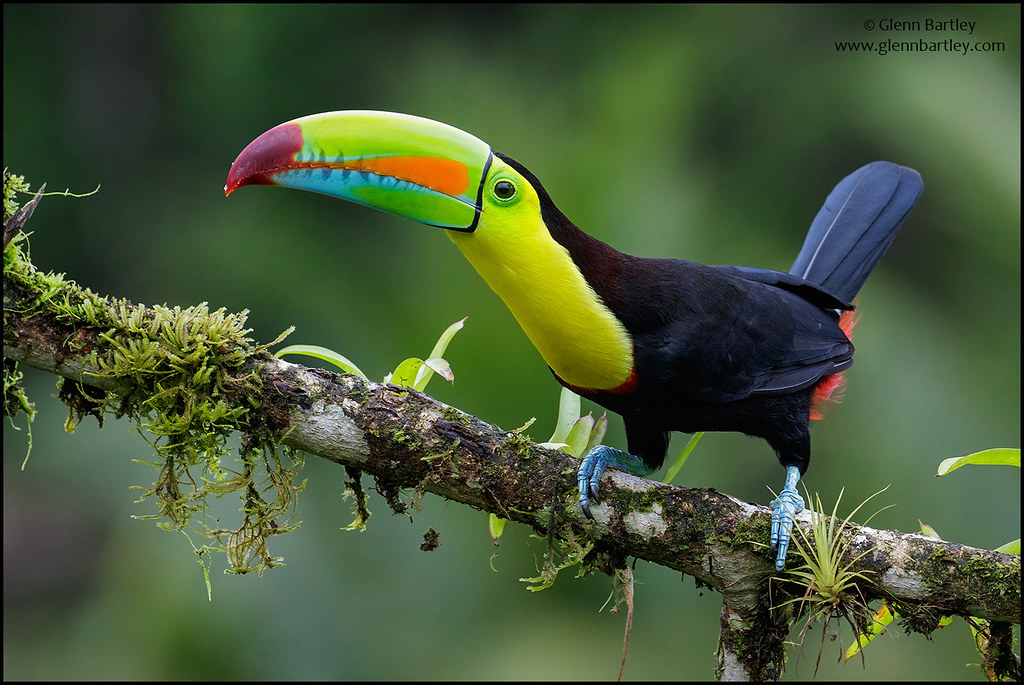 Keel-billed Toucan  - Most Beautiful Birds in the worlds