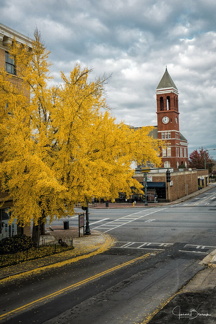 Ginkgo Tree and courthouse