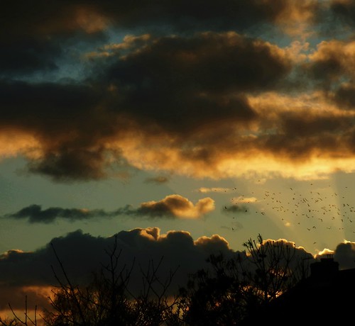 winterhasarrived winter sunset garden outdoors maidstonekentuk birds headinghome clouds winterclouds sunrays
