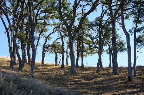 nikon307 livermore california trees dance delvalleregionalpark delvalle ebparksok 2017