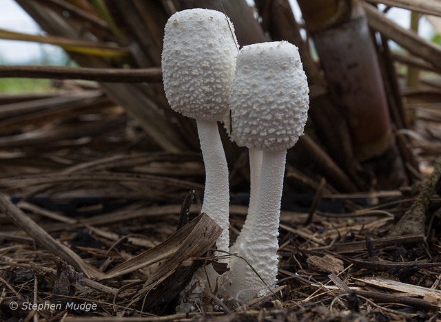 Emerging mushrooms