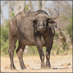 African Savannah Buffalo