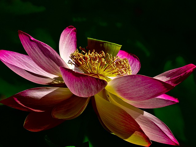 Lotus flower 5