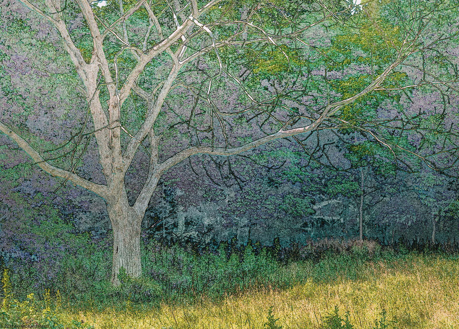 Trees II | Flickr