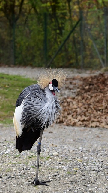 Kronenkranich - Balearica pavonina - Black crowned crane