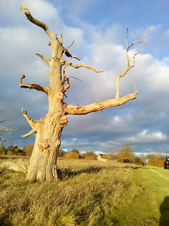 Dead tree Or perhaps one of those new artistic finger posts?