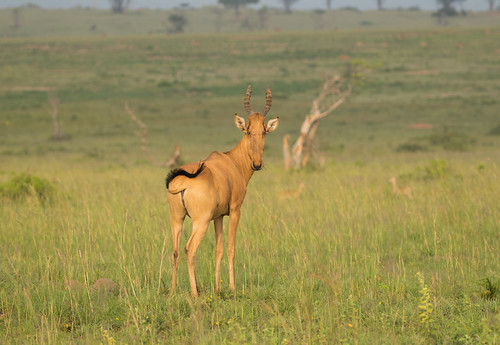 elements jacksonshartebeest alcelaphusbuselaphus hartebeest antelope mammals animals fauna nature canon eos 7d markii ef100400mm africa afrika uganda murchisonfalls