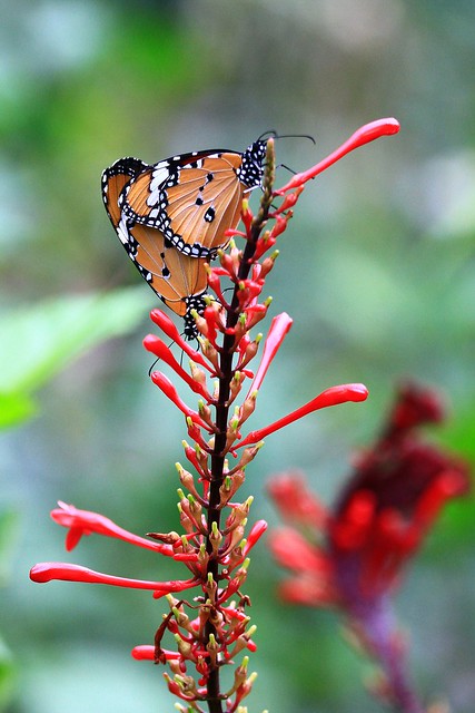 樺斑蝶（金斑蝶） Danaus chrysippus