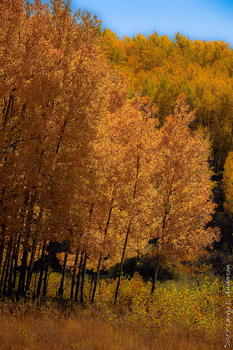 maplewoodstatepark minnesota ortoneffect autumn fall forest landscape leaves seasons trees