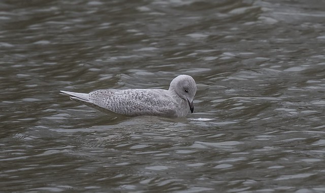 Iceland Gull @ Wilde Lake - 2