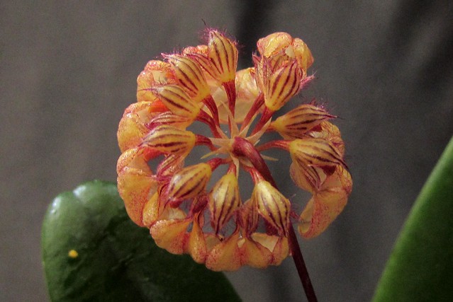 bulbophyllum roxburghii
