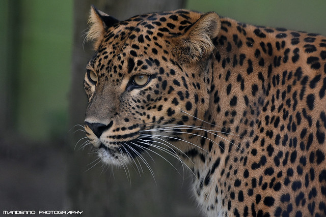 Sri Lanka Leopard - Best Zoo