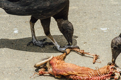 Vulture Eating Roadkill Rodent