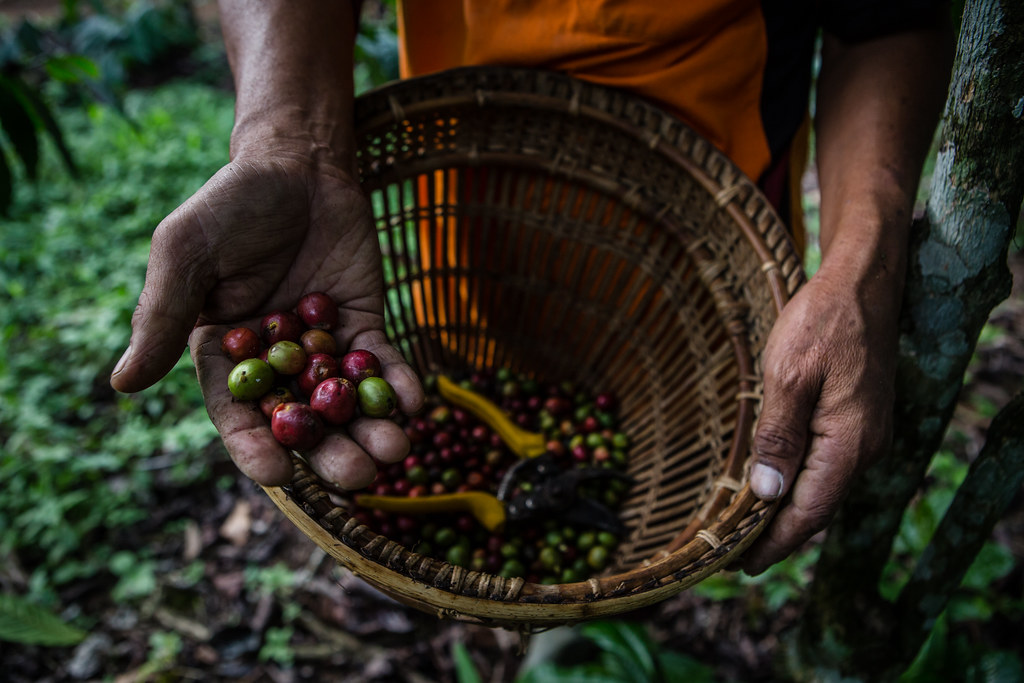 A farmer picks red coffee cherries in the plantation in Tri Budi Syukur village, West Lampung regency, Lampung province, Indonesia...