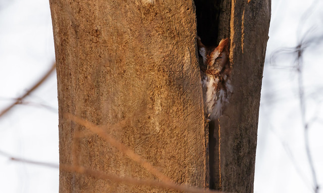 Eastern Screech-Owl by Steve Gifford