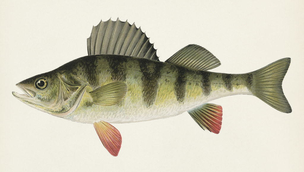 Peraca Fish Yellow or Barred Perch (Perca Americana) Fishes of North A… | Flickr