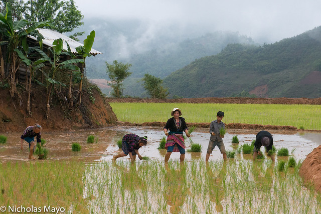 Hmong Family Transplanting Rice