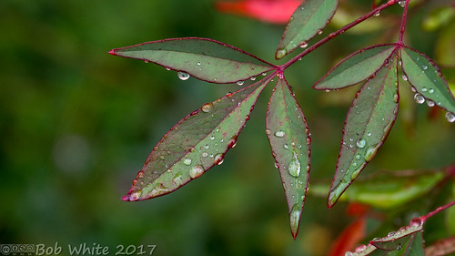 california norcal suttercounty yubacity flower plant rain wet droplets landscaping