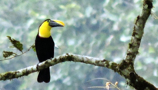Choco Toucan / Ramphastos brevis photo call and song