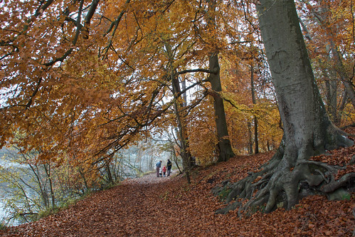 autumn november woods trees roots colors walk silhouettes children leaves mist water lake commelles reineblanche chantilly france landscape