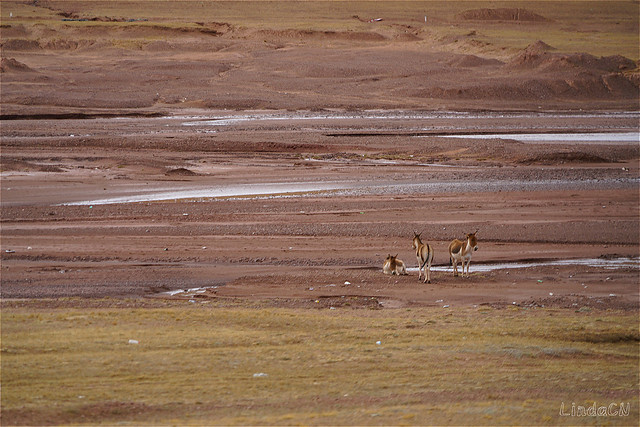 Tibetanische Antilope