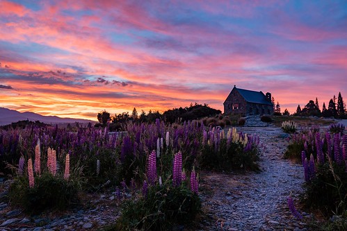 landscape building church exterior lupines morning newzealand nz outdoor path southisland sunrise
