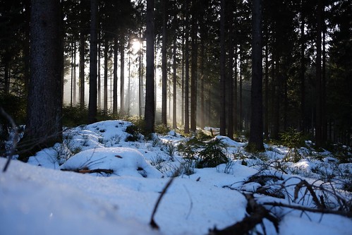 schwarzwald blackforest backlight gegenlicht geotag