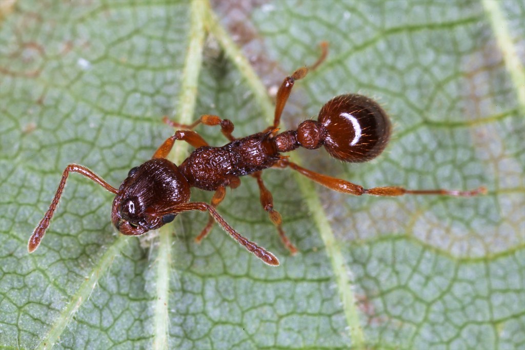 Myrmica rubra, la fourmi rouge, the red ant.